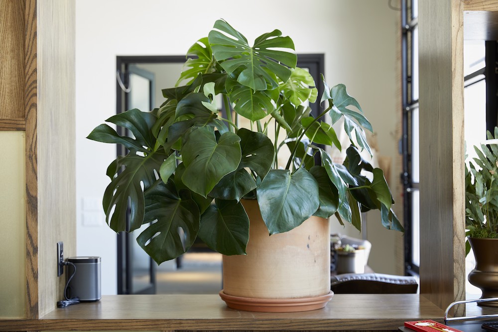 return to work guidelines: use plants for separation of space