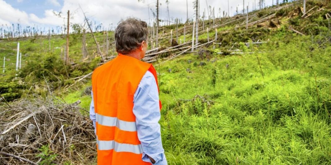 Man surveying a recovering deforested hillside